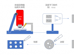 軟硬兼施 | Leica打造的3D腫瘤球培養(yǎng)的解決方案