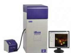iBox Explorer 活體小動物熒光顯微成像系統(tǒng)